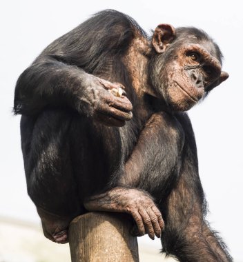 Bir güdük üzerinde oturan ve mesafe içine arayan şempanze.