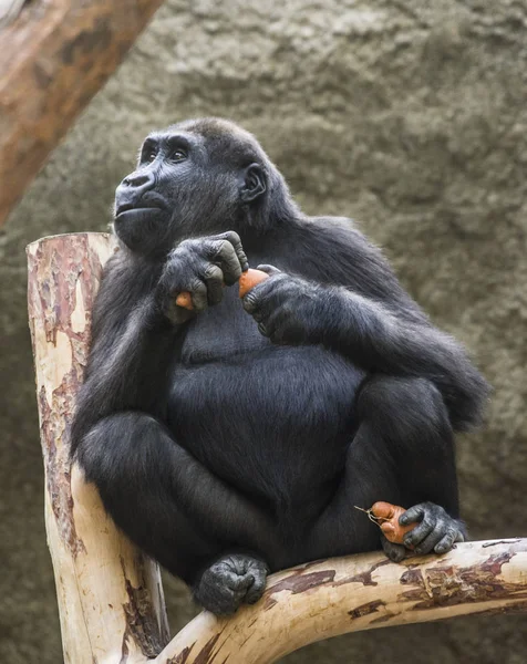 A young gorilla holds carrots in her arms and legs.