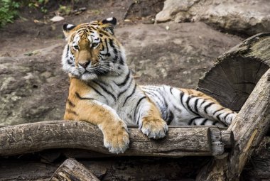 Ağaçta yalan bir tiger portresi.