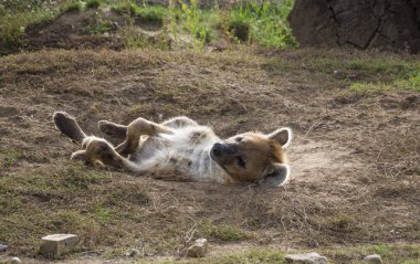 Benekli sırtlan bataklığına kum temizler, yün.
