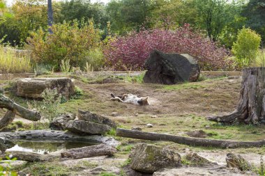 Benekli sırtlan bataklığına kum temizler, yün.