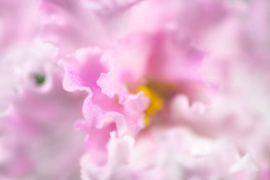 Pembe senpolia (fialka) yakın izole makro yukarı