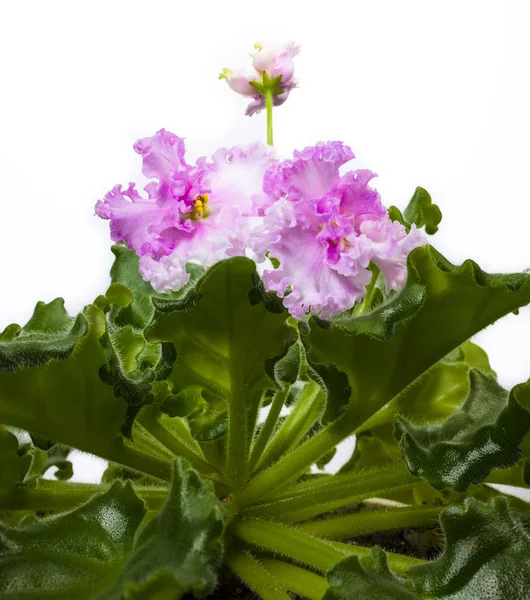 Flor Rosa Violeta Senpolia Aislar Blanco — Foto de Stock