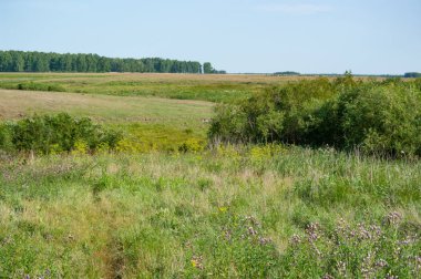 Çayırlar, alanlar ve Orta Rusya, woods. Güney Tyumen bölgesi. Yaz.