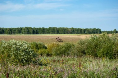 Çayırlar, alanlar ve Orta Rusya, woods. Güney Tyumen bölgesi. Sürücü bir at üzerinde.