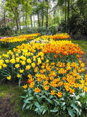 Bahar bahçe Hollanda çok renkli Lale çiçek açan.