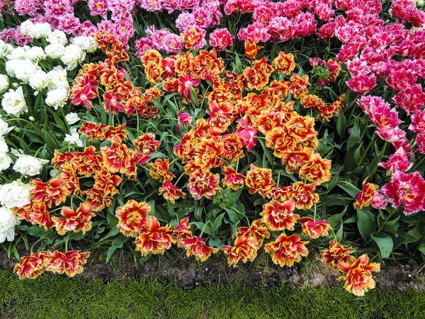 Tulipanes Multicolores Florecientes Jardín Primavera Holanda — Foto de Stock
