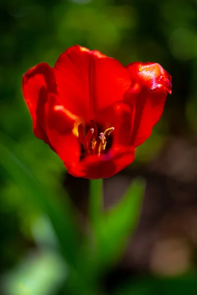 Imágenes Verano Con Tipos Flores Hojas Diferentes Colores — Foto de Stock