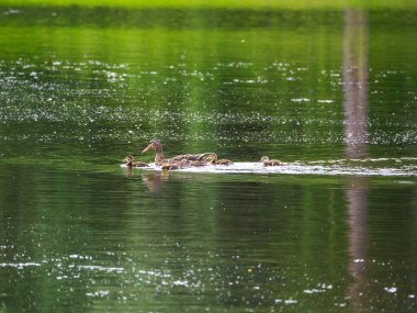 Küçük ördekli bir ördek suda yüzüyor çimenlerin arka planına ve sudaki yansımaya karşı.