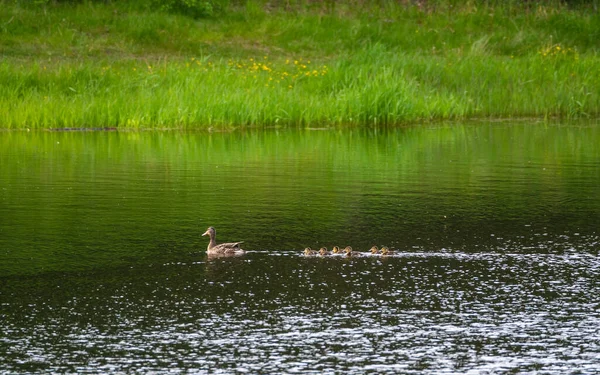 一只鸭子带着小鸭在水里游来游去 背靠着草丛 倒映在水面上 — 图库照片
