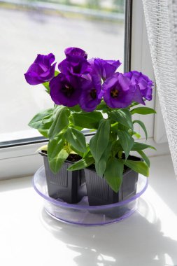 Östoma çiçeği, odadaki beyaz pencere eşiğinde duruyor.
