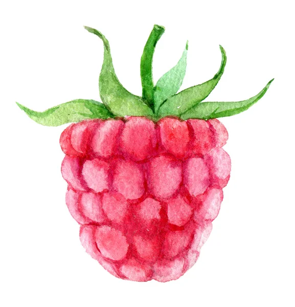 Single Raspberry Isolated White Background Watercolor Illustration — Stock Photo, Image