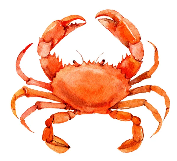 Krabba Isolerad Vit Bakgrund Akvarell Illustration — Stockfoto