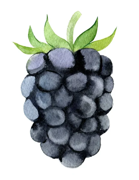 Blackberry Изолированы Белом Фоне Акварель Иллюстрация — стоковое фото