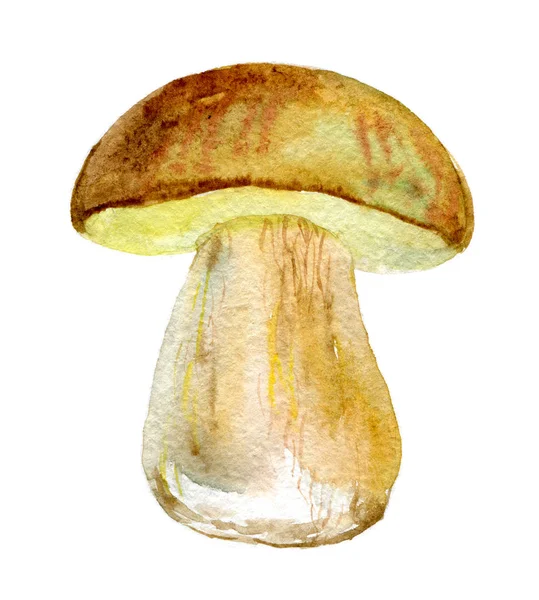 Cep Bolete Mushroom Isolated White Background Watercolor Illustration — Stock Photo, Image