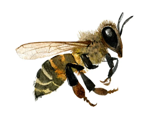 Watercolor Illustration Honey Bee White Background — Stock Photo, Image