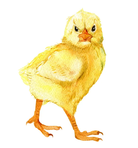 Leuke Chick Geïsoleerd Een Witte Achtergrond Aquarel Illustratie — Stockfoto