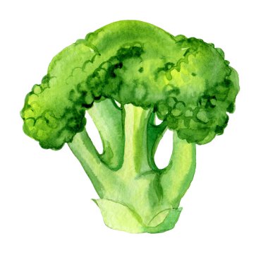 Beyaz arka plan üzerinde suluboya illüstrasyon izole brokoli