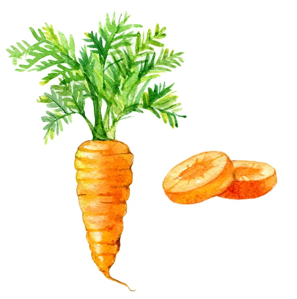 Möhren Und Karottenscheiben Isoliert Auf Weißem Hintergrund Aquarell Illustration — Stockfoto
