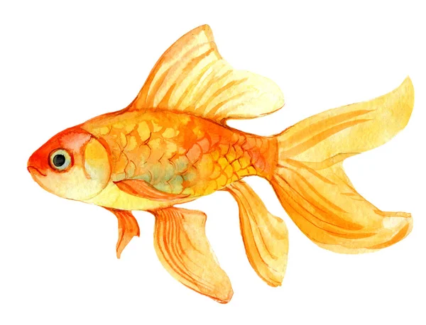 Guld Fisk Isolerad Vit Bakgrund Akvarell Illustration — Stockfoto