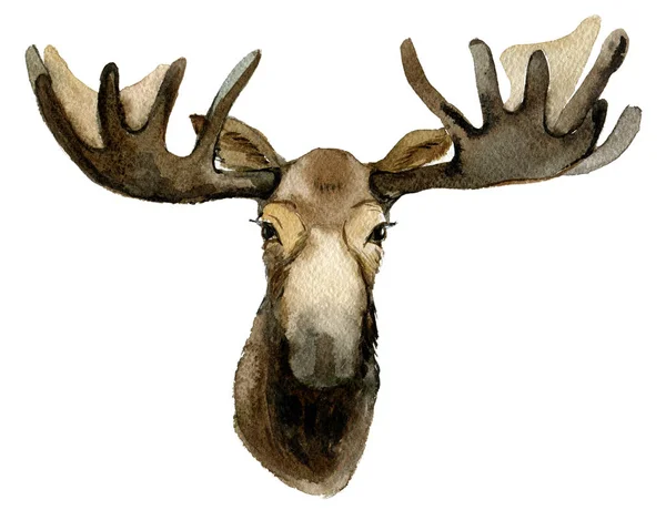 Elk Portret Geïsoleerd Witte Achtergrond Aquarel Illustratie — Stockfoto