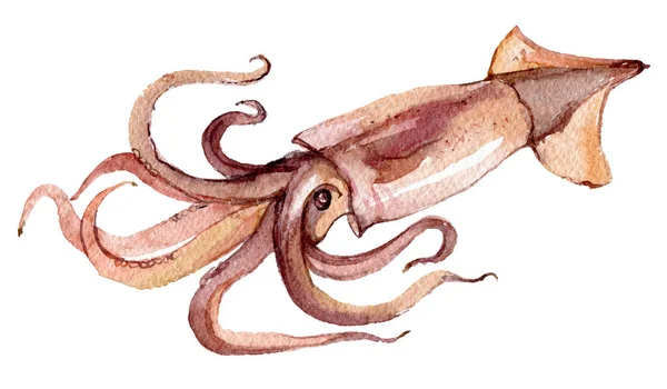Bläckfisk Isolerad Vit Bakgrund Akvarell Illustration — Stockfoto