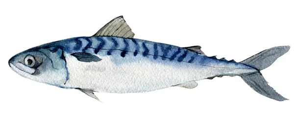Makrele Isoliert Auf Weißem Hintergrund Aquarell Illustration — Stockfoto