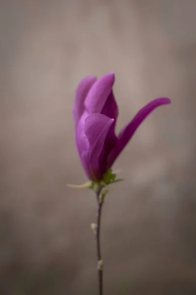 植物と花 自然の中で咲く美しい紫色のマグノリア — ストック写真