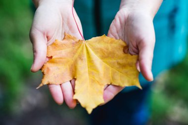 Eller sonbaharda sarı yaprak