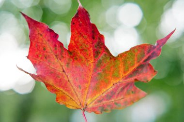 yeşil yaprakları arka plan üzerinde kırmızı sonbahar yaprak