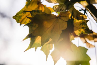Güneşli gökyüzü karşı sarı yapraklar