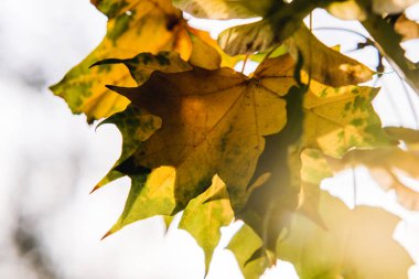 Güneşli gökyüzü karşı sarı yapraklar