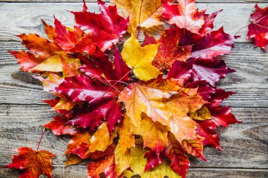 etrafında yayılmış bir ahşap arka plan üzerinde kırmızı sarı sonbahar yaprakları