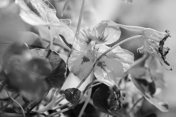 nasturtium flowers black and white image