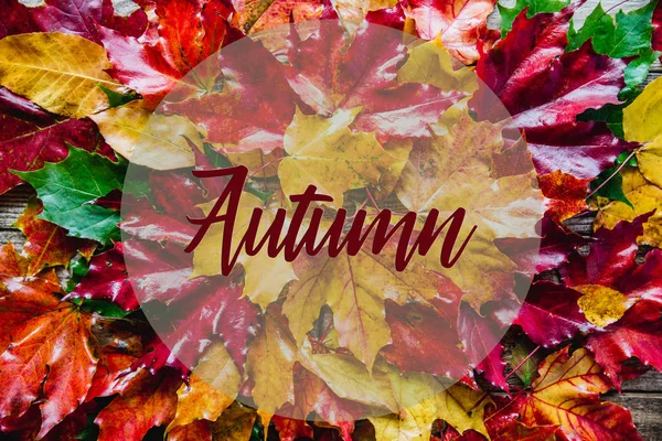 Inscription Autumn Background Yellow Red Autumn Leaves — Stock Photo, Image