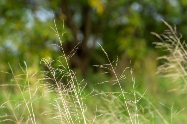 yeşil arka plan bulanık üzerinde kuru ot kaynaklanıyor