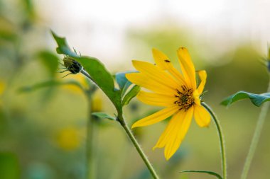 bulanık yeşil zemin üzerine sarı papatya çiçek