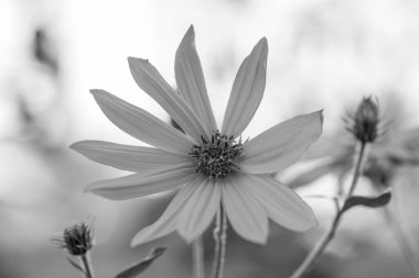 Sarı papatya çiçek yeşil arka plan bulanık siyah beyaz görüntü üzerinde