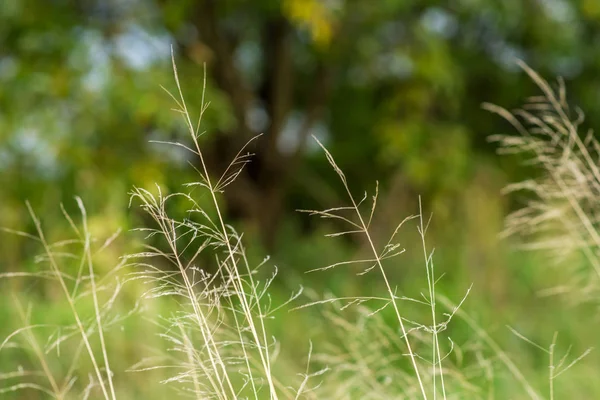 Steli Erba Secca Uno Sfondo Verde Sfocato — Foto Stock