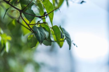 yeşil yapraklarda hafif bir göksel arka plan ağaç