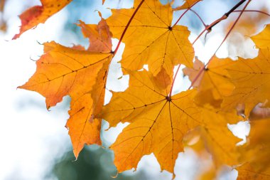 Açık mavi renkli büyük sarı-turuncu akçaağaç yaprakları