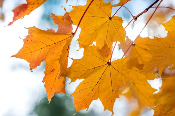 Açık mavi renkli büyük sarı-turuncu akçaağaç yaprakları