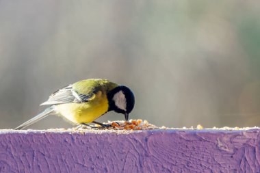 sarı baştankara duvara yemek yeme