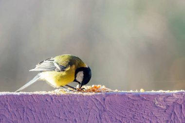 sarı baştankara duvara yemek yeme