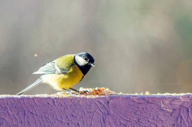 sarı baştankara duvara yemek yeme