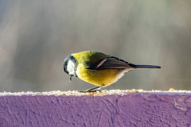 sarı baştankara duvara yemek yeme
