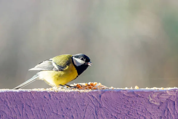Yellow Tit Eating Food Wall — Stock fotografie
