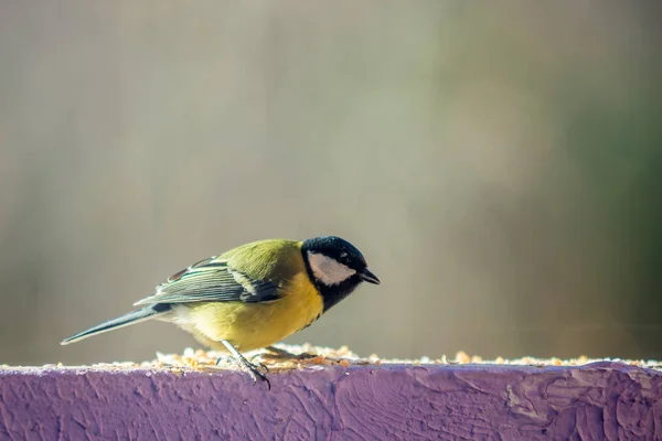 Yellow Tit Eating Food Wall — Stock fotografie