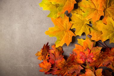 açık beton arkaplanda turuncu ve sarı yapraklar