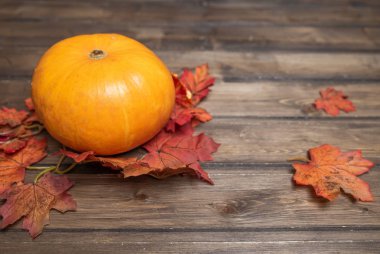 turuncu sonbahar yapraklı portakal kabağı
